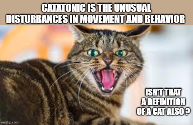 Catatonic is the unusual disturbances in movement and behavior which is also a cat. | CATATONIC IS THE UNUSUAL DISTURBANCES IN MOVEMENT AND BEHAVIOR; ISN'T THAT A DEFINITION OF A CAT ALSO ? | image tagged in cats,funny,kittens,humor,play on words,definition | made w/ Imgflip meme maker