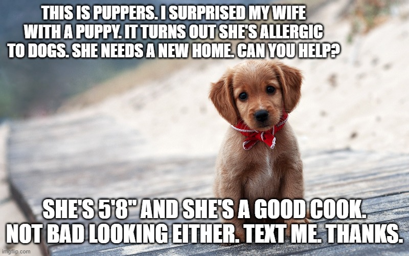 My wife is allergic to the puppy I got her. She's got to go. She's 5'8"  & a good cook. | THIS IS PUPPERS. I SURPRISED MY WIFE WITH A PUPPY. IT TURNS OUT SHE'S ALLERGIC TO DOGS. SHE NEEDS A NEW HOME. CAN YOU HELP? SHE'S 5'8" AND SHE'S A GOOD COOK. NOT BAD LOOKING EITHER. TEXT ME. THANKS. | image tagged in funny,dog,puppy,humor,wife,play on words | made w/ Imgflip meme maker
