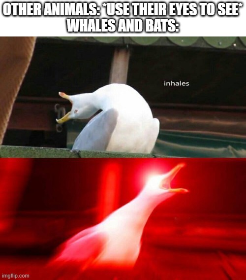 Inhaling Seagull  | OTHER ANIMALS: *USE THEIR EYES TO SEE*
WHALES AND BATS: | image tagged in inhaling seagull | made w/ Imgflip meme maker