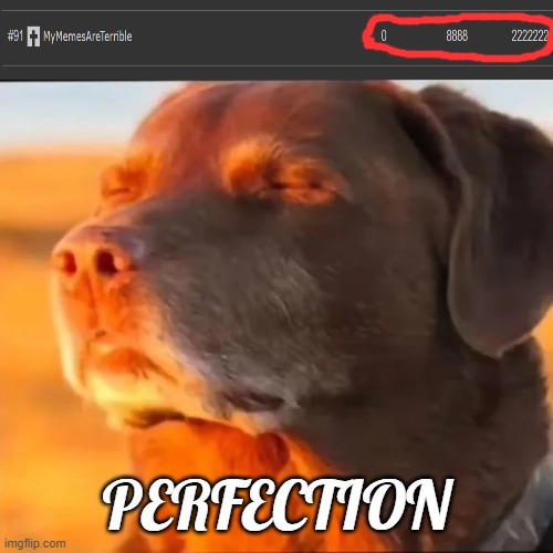 Nah, I like MyMemesAreTerrible ngl | PERFECTION | image tagged in lol so funny,memes,dogs,perfection,funny memes | made w/ Imgflip meme maker