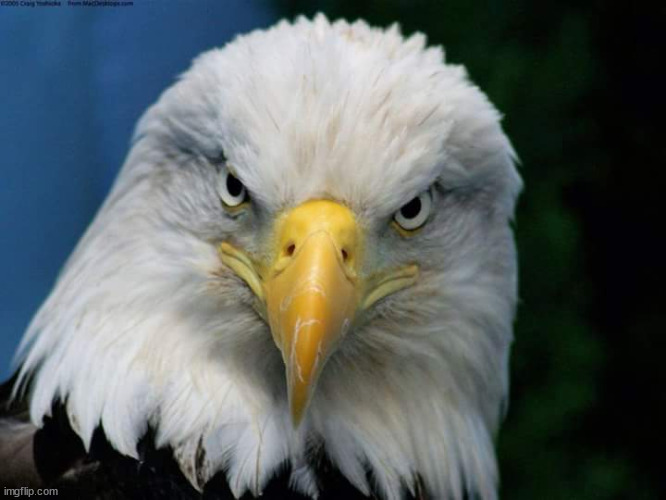 American Bald Eagle | image tagged in american bald eagle | made w/ Imgflip meme maker