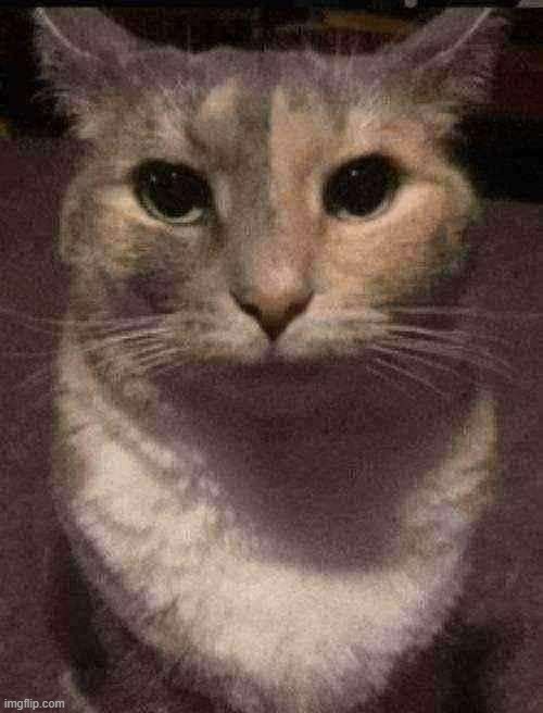 cat dead stare | image tagged in cat dead stare | made w/ Imgflip meme maker