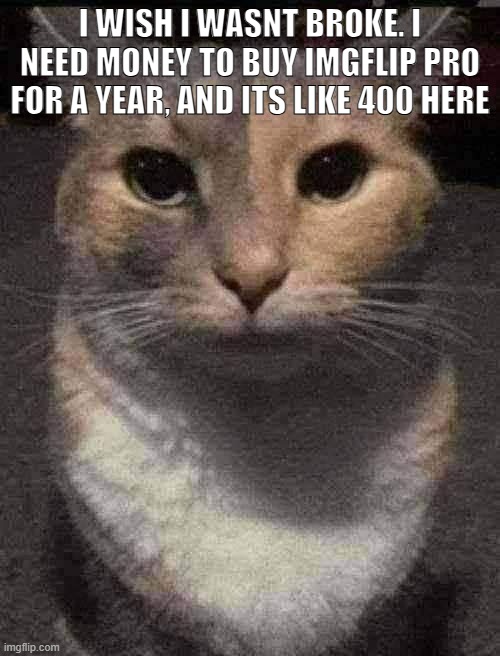 cat dead stare | I WISH I WASNT BROKE. I NEED MONEY TO BUY IMGFLIP PRO FOR A YEAR, AND ITS LIKE 400 HERE | image tagged in cat dead stare,sans of topic | made w/ Imgflip meme maker