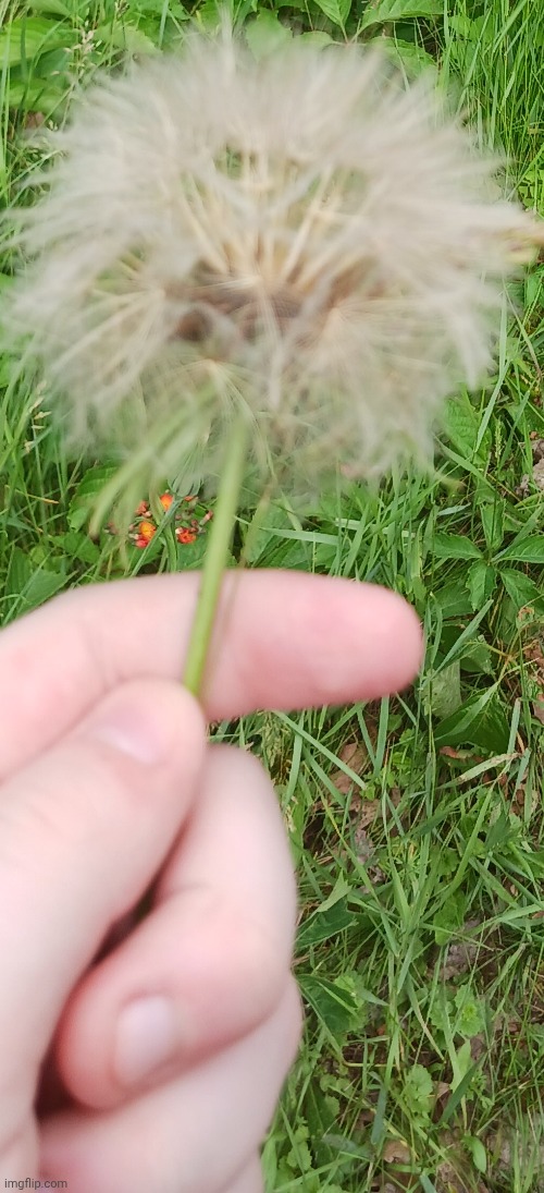 Found this big ass dandelion | made w/ Imgflip meme maker