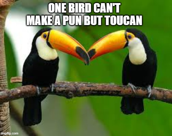 One bird can't make a pun but Toucan.  -  funny  - | ONE BIRD CAN'T MAKE A PUN BUT TOUCAN | image tagged in funny,fun,puns,birds,humor,play on words | made w/ Imgflip meme maker