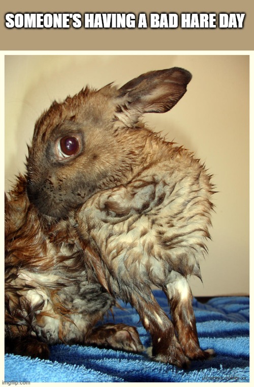 This rabbit is having a bad hare day.  - funny - | SOMEONE'S HAVING A BAD HARE DAY | image tagged in funny,rabbit,bad hair day,humor,play on words | made w/ Imgflip meme maker