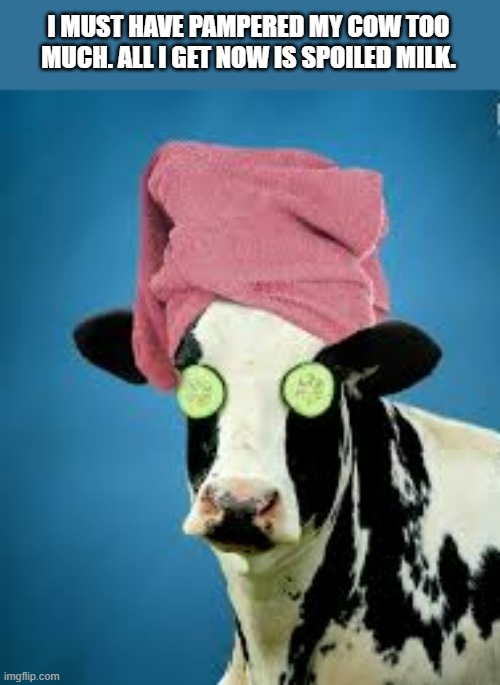 I pampered my cow so much that now I only get spoiled milk | I MUST HAVE PAMPERED MY COW TOO MUCH. ALL I GET NOW IS SPOILED MILK. | image tagged in funny,fun,cows,play on words,humor,milk | made w/ Imgflip meme maker