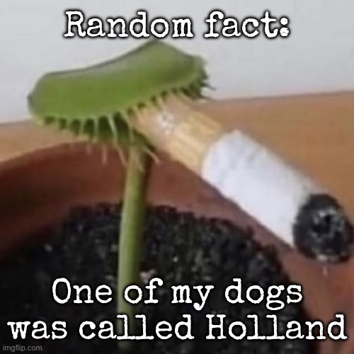 plant weeds | Random fact:; One of my dogs was called Holland | image tagged in plant weeds,msmg | made w/ Imgflip meme maker