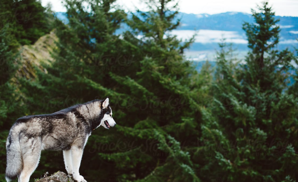 Husky Blank Meme Template