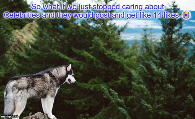 New template!!!  (nobody cares) | So what if we just stopped caring about Celebrities and they would post and get like 14 likes 😭 | image tagged in husky | made w/ Imgflip meme maker
