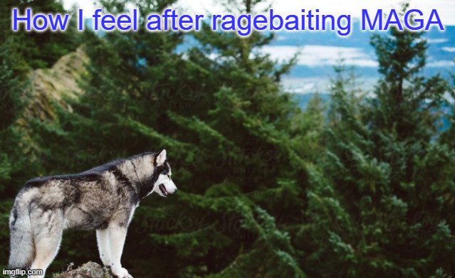 Oh | How I feel after ragebaiting MAGA | image tagged in husky | made w/ Imgflip meme maker