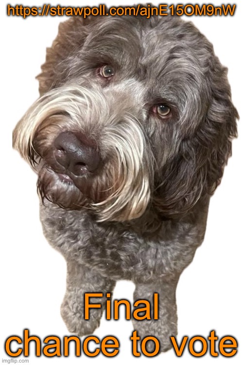 Norther's dog | https://strawpoll.com/ajnE15OM9nW; Final chance to vote | image tagged in norther's dog | made w/ Imgflip meme maker