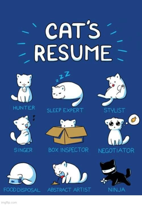 Every cat has one… | image tagged in cats,comics/cartoons,cat resume | made w/ Imgflip meme maker