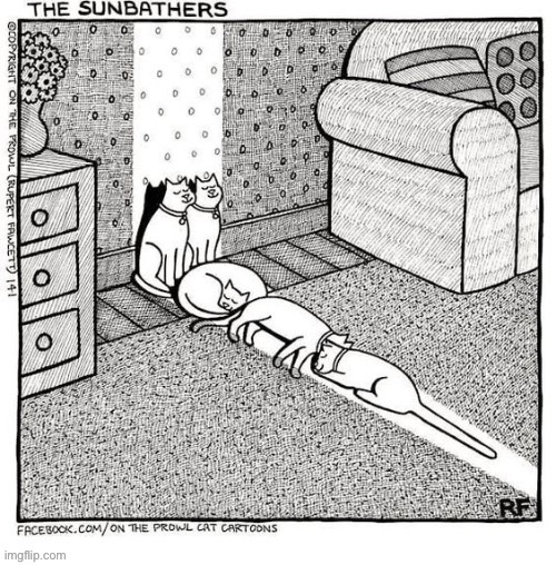 Just a sliver is all they need… | image tagged in cats,comics/cartoons,sunbathers,just a sliver | made w/ Imgflip meme maker