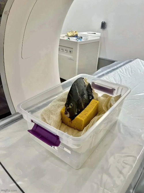 Fish getting an mri. | made w/ Imgflip meme maker