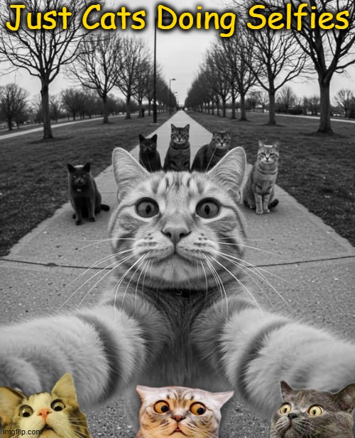 Move along, nothing to see here... | Just Cats Doing Selfies | image tagged in selfies,common,behavior,cats,rule | made w/ Imgflip meme maker