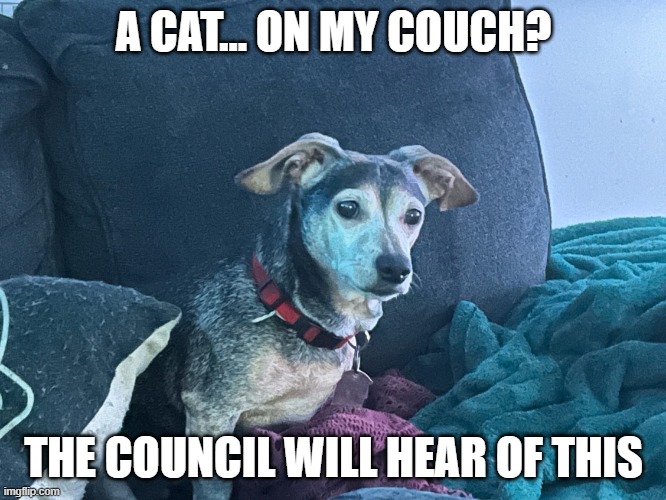 Concerned Dog Citizen | A CAT… ON MY COUCH? THE COUNCIL WILL HEAR OF THIS | image tagged in funny,funny meme,dog,dogs,doggo,dog memes | made w/ Imgflip meme maker