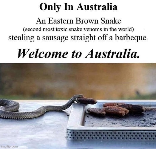 The most venomous snake is also Australian | image tagged in snek,barbecue,snack | made w/ Imgflip meme maker