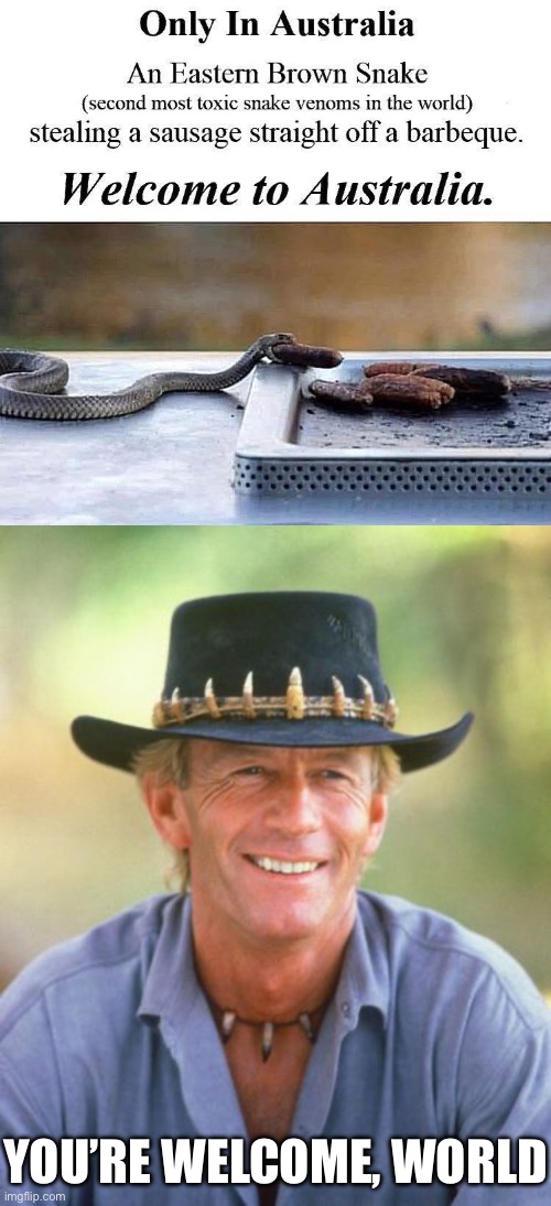 Welcome to Australia | YOU’RE WELCOME, WORLD | image tagged in noice,meanwhile in australia,australia,snake | made w/ Imgflip meme maker