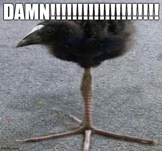 Long Legged  Bird | DAMN!!!!!!!!!!!!!!!!!!!! | image tagged in long legged bird | made w/ Imgflip meme maker