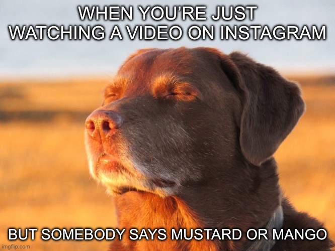 And then its turns into the most brainrotted and chaotic shit ever | WHEN YOU’RE JUST WATCHING A VIDEO ON INSTAGRAM; BUT SOMEBODY SAYS MUSTARD OR MANGO | image tagged in cooked dog,instagram,mango,mustard,relatable | made w/ Imgflip meme maker