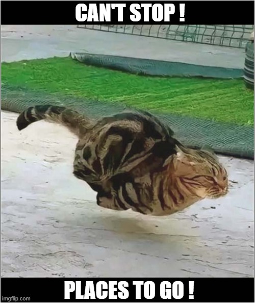 A Cat On A Mission ! | CAN'T STOP ! PLACES TO GO ! | image tagged in cats,in a hurry | made w/ Imgflip meme maker