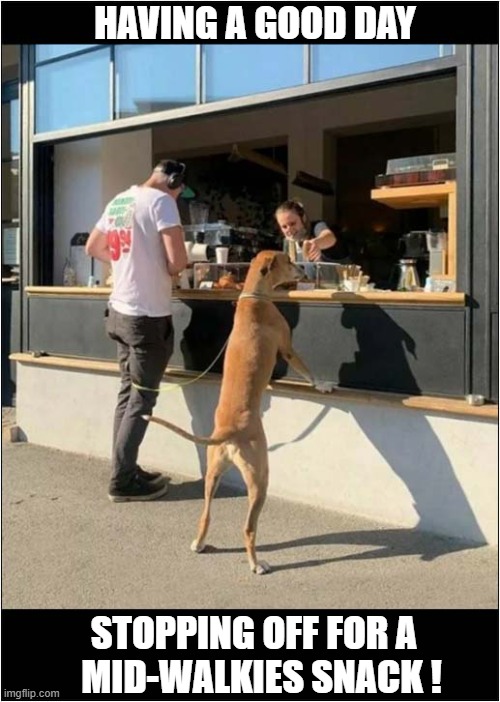 Just Perfect | HAVING A GOOD DAY; STOPPING OFF FOR A
  MID-WALKIES SNACK ! | image tagged in dogs,walkies,snacks | made w/ Imgflip meme maker