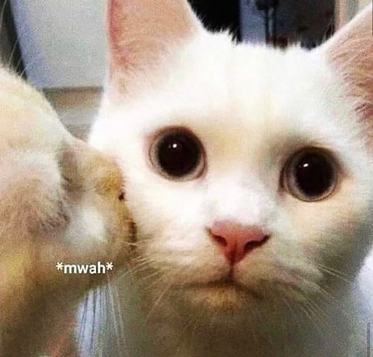 Cat kiss Blank Meme Template