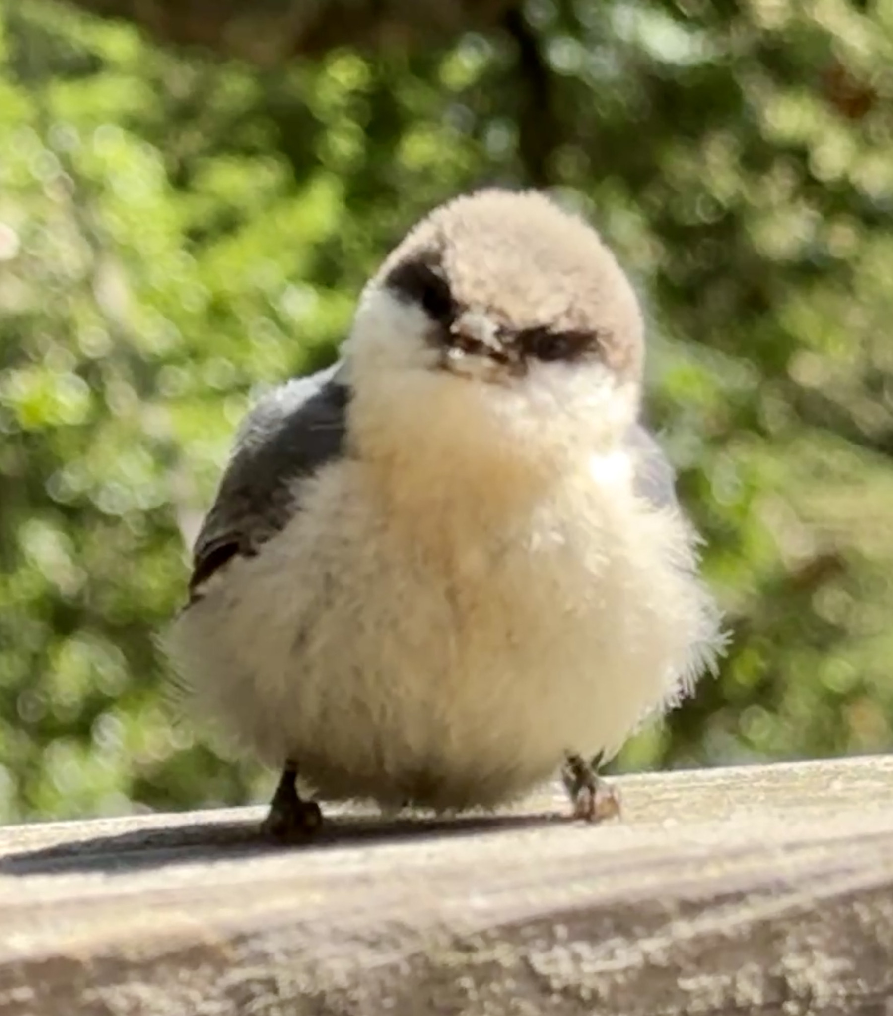Rage Floof Blank Meme Template
