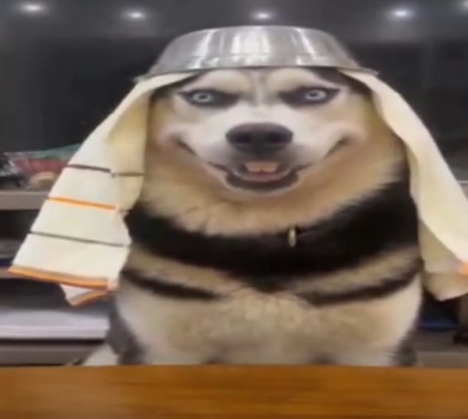 dog Blank Meme Template