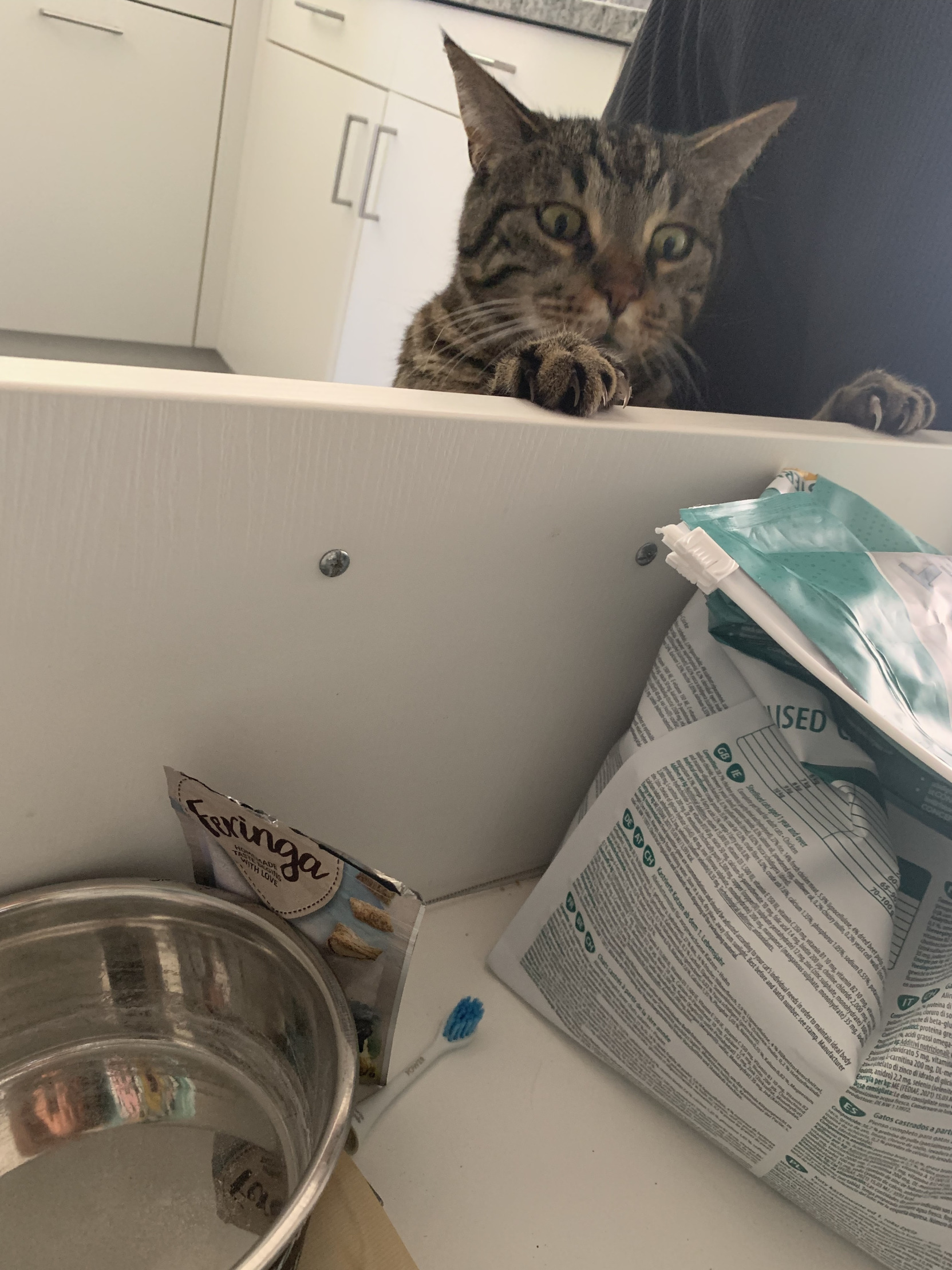 Desperately hungry Cat Blank Meme Template