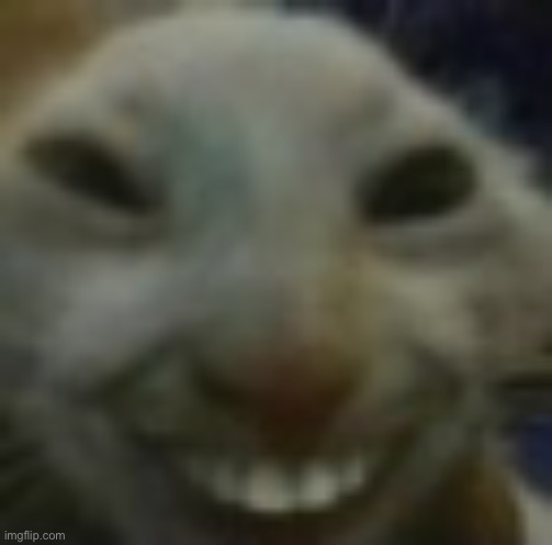 Sus hehe cat | image tagged in sus hehe cat | made w/ Imgflip meme maker