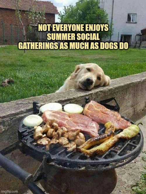 Not everyone enjoys summer social events as much as dogs do | NOT EVERYONE ENJOYS SUMMER SOCIAL GATHERINGS AS MUCH AS DOGS DO | image tagged in golden retriever dog staring longingly at barbecue | made w/ Imgflip meme maker