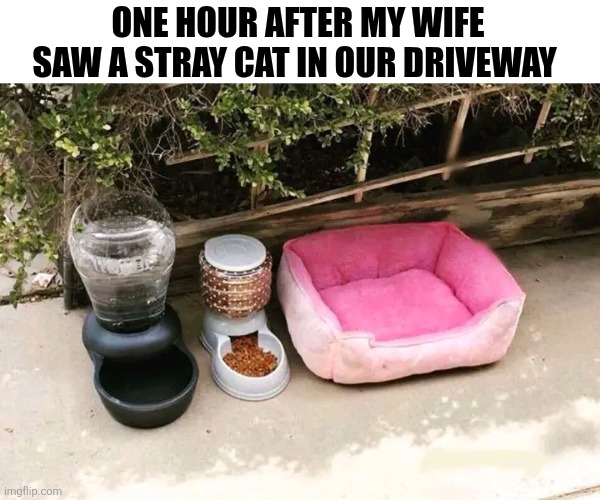 One Hour After My Wife Saw A Stray Cat In Our Driveway | ONE HOUR AFTER MY WIFE SAW A STRAY CAT IN OUR DRIVEWAY | image tagged in chris joines | made w/ Imgflip meme maker