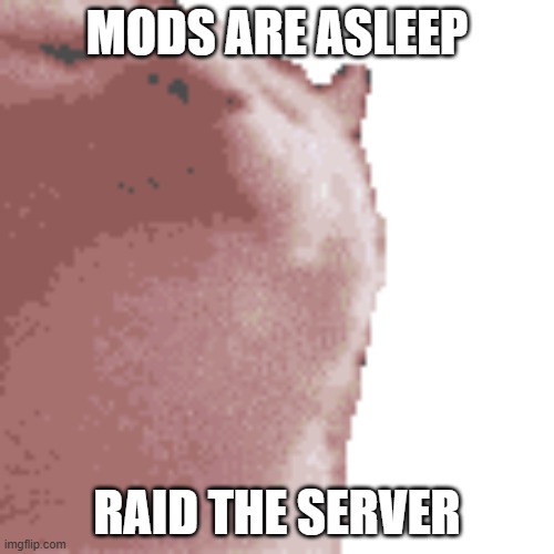 cat wants to raid the server | MODS ARE ASLEEP; RAID THE SERVER | image tagged in cat,raid,discord,server | made w/ Imgflip meme maker