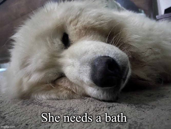 The source of my carpets | She needs a bath | made w/ Imgflip meme maker
