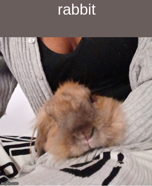 i love him hes a sweetie pie | rabbit | made w/ Imgflip meme maker
