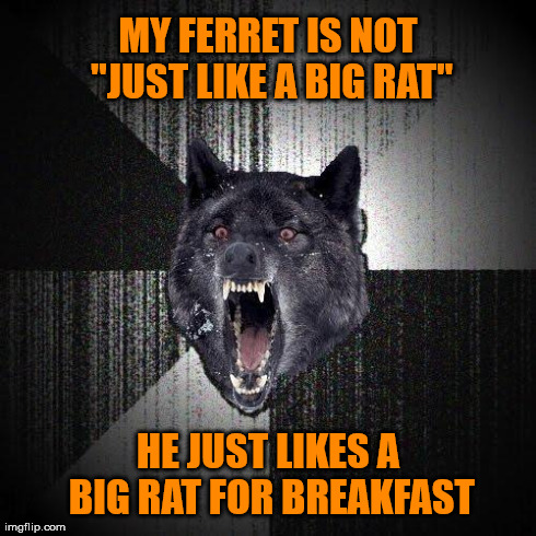 I'm weasely upset | MY FERRET IS NOT "JUST LIKE A BIG RAT" HE JUST LIKES A BIG RAT FOR BREAKFAST | image tagged in memes,insanity wolf,ferret,weasel,rat | made w/ Imgflip meme maker