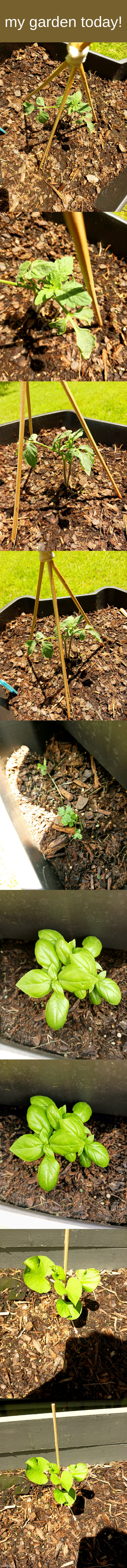 im so excited everything looks so good! (except the parsley, it could be better, and rosemary didn't photograph well today) | my garden today! | made w/ Imgflip meme maker