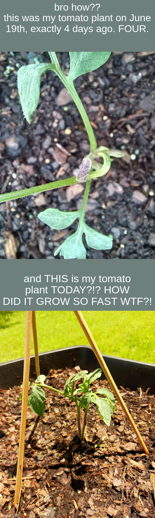 if you're curious about the mini stake/cage thingy, it's literally just 3 bamboo skewers, some twine, and glue lmao | bro how??
this was my tomato plant on June 19th, exactly 4 days ago. FOUR. and THIS is my tomato plant TODAY?!? HOW DID IT GROW SO FAST WTF?! | made w/ Imgflip meme maker
