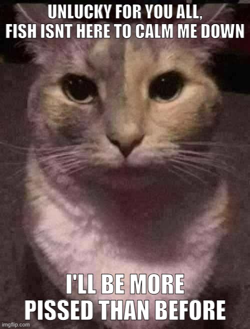 cat dead stare | UNLUCKY FOR YOU ALL, FISH ISNT HERE TO CALM ME DOWN; I'LL BE MORE PISSED THAN BEFORE | image tagged in cat dead stare | made w/ Imgflip meme maker
