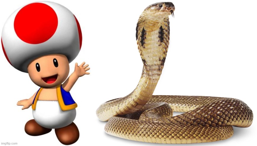 image tagged in toad,cobra | made w/ Imgflip meme maker
