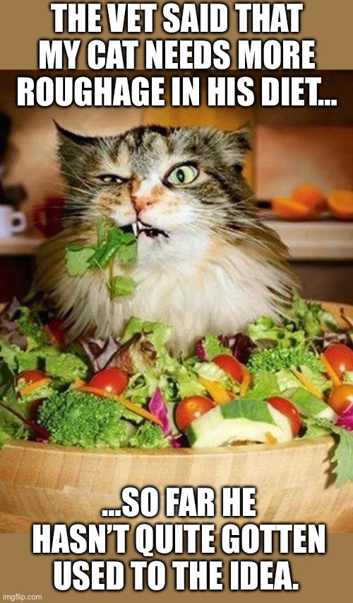 He says “salads are for rabbits, not cats!”… | THE VET SAID THAT MY CAT NEEDS MORE ROUGHAGE IN HIS DIET…; …SO FAR HE HASN’T QUITE GOTTEN USED TO THE IDEA. | image tagged in cats,roughage,salads | made w/ Imgflip meme maker