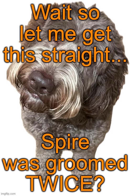 There was Maze and there was Denji (also were there any other users who were groomed more than once) | Wait so let me get this straight... Spire was groomed TWICE? | image tagged in norther's dog | made w/ Imgflip meme maker