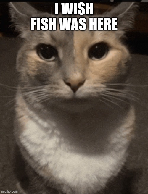 cat dead stare | I WISH FISH WAS HERE | image tagged in cat dead stare | made w/ Imgflip meme maker