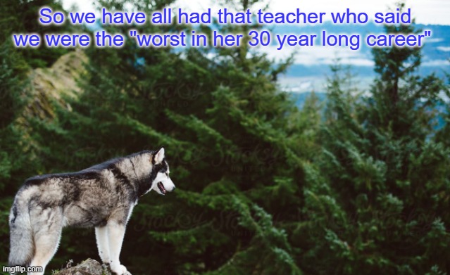 Husky | So we have all had that teacher who said we were the "worst in her 30 year long career" | image tagged in husky | made w/ Imgflip meme maker