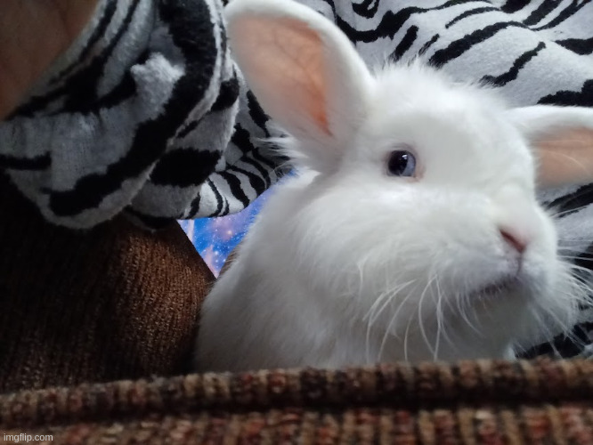 bunny side eye | made w/ Imgflip meme maker
