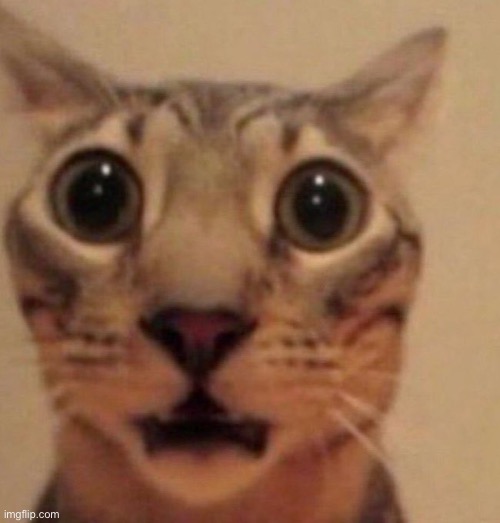 image tagged in shocked cat | made w/ Imgflip meme maker