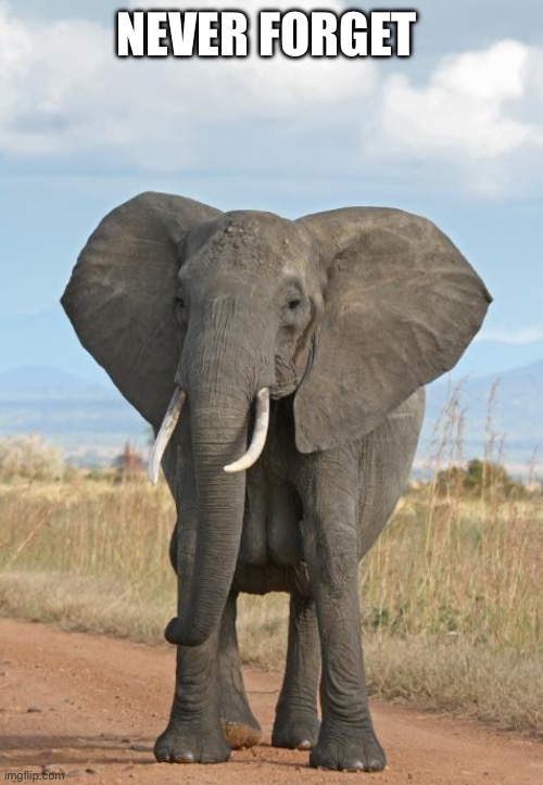 Elephant  | NEVER FORGET | image tagged in elephant | made w/ Imgflip meme maker
