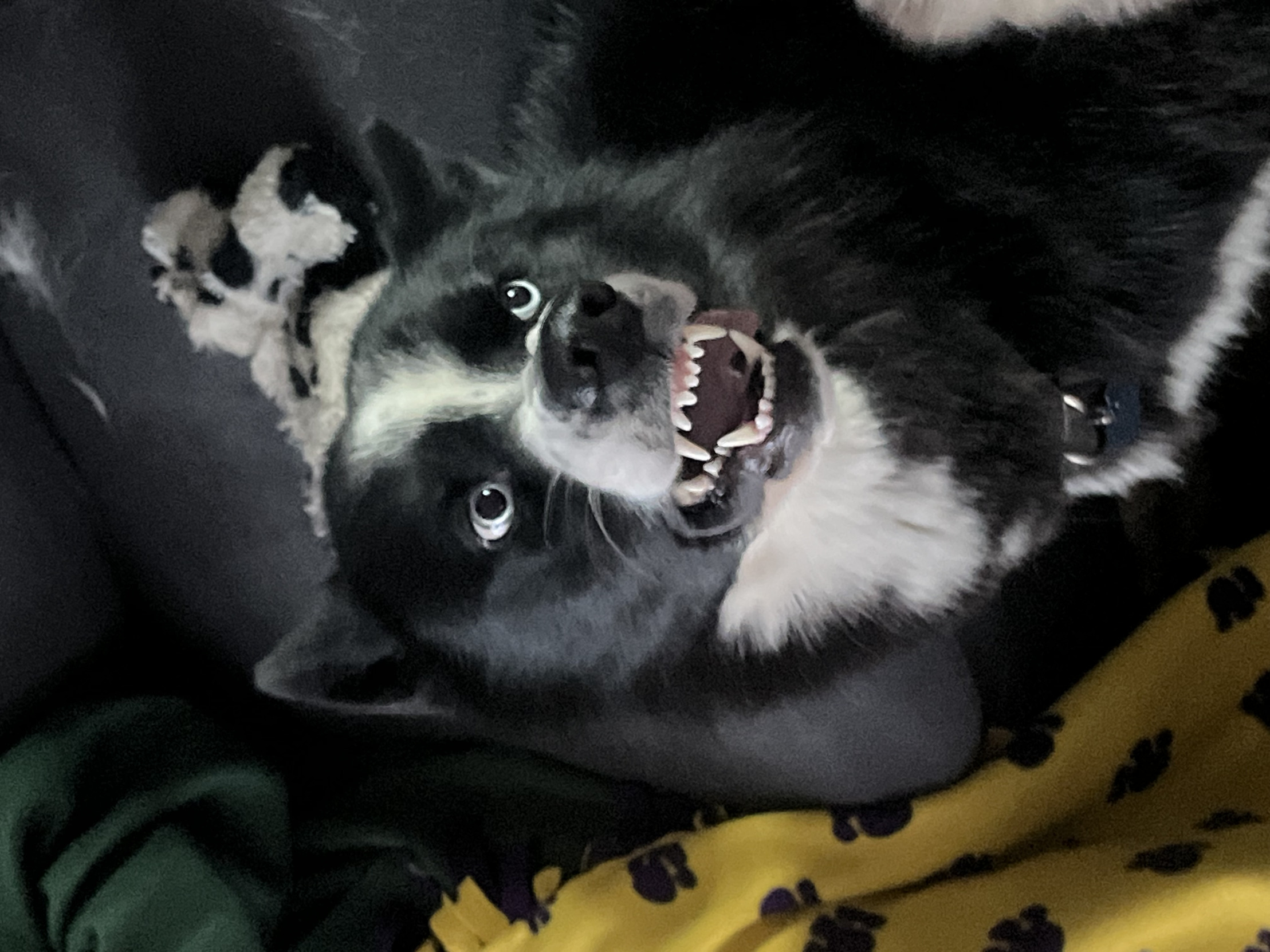 Cute dawg, scary teeth Blank Meme Template
